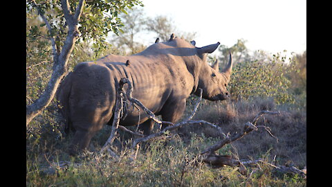 Kruger National Park