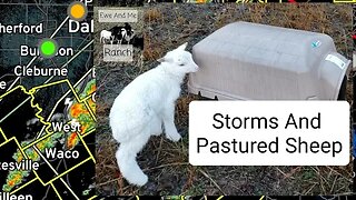 Storms And Pastured Sheep. #sheep #animals #farming #homesteading #storms