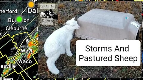 Storms And Pastured Sheep. #sheep #animals #farming #homesteading #storms