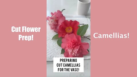 How to Prep Camellia Flowers as Cut Flowers! (#short) Shirley Bovshow