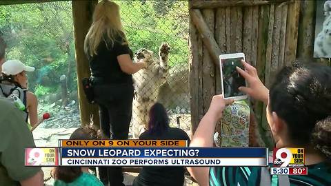 Is snow leopard expecting cubs? Cincinnati Zoo has high hopes