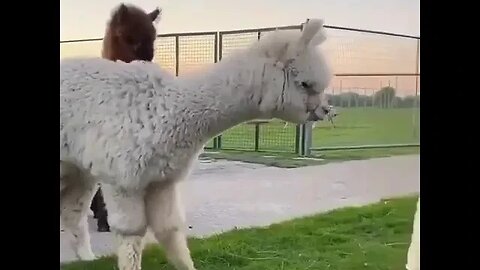 By nature, the alpaca is a very shy...