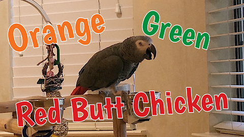 Inventive parrot describes chicken three different ways