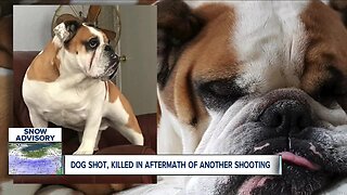 Woman's family pet killed by suspect running from police