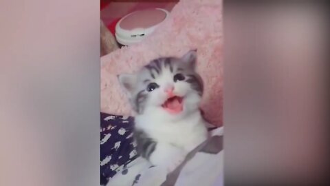 Tiktok cute CATS funny video compilation #19