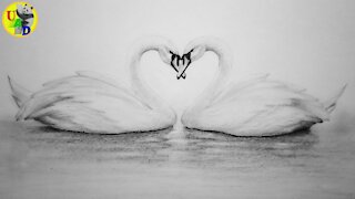 Love Birds/Swan Drawing