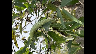 Tomato Horned Worm