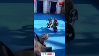 Macaco bom de bike