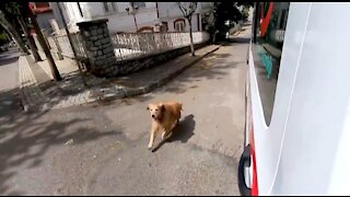 Loyal Dog Chases Ambulance With Owner Inside