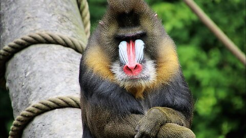 Hunting Baboon Monkeys With Arrows | Wild Animals Life | Animals Discovery ||