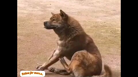 How to scratch a dog 🤣😂 trending video