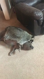 Raccoon, pig, fox & dog all engage in playtime