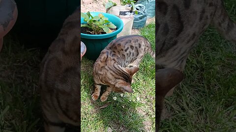 Bedford shows us his Catnip plant (nepeta cataria) #gardeningwithcats