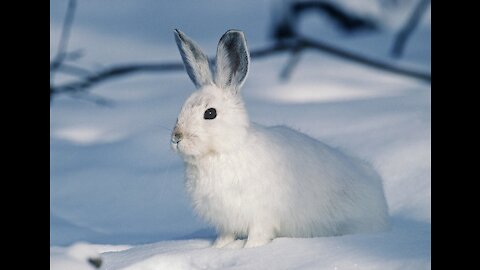 Chubby Rabbit 🐇 The fun