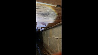 Phoenix Shield Mold Removal