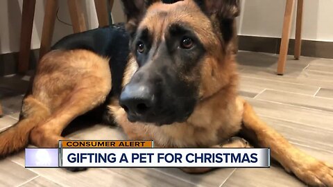 Is giving a pet as a gift for the holidays a good idea?