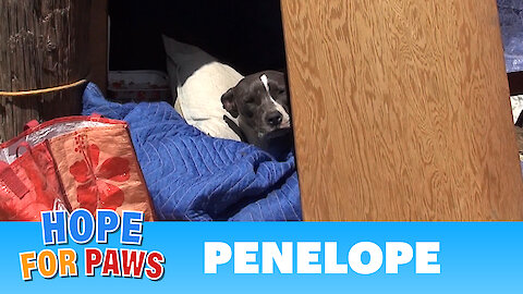 Penelope: a sick, injured Pit Bull gets rescued and is now looking for a home.