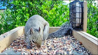 Squirrel Lovers Up-Close 4K