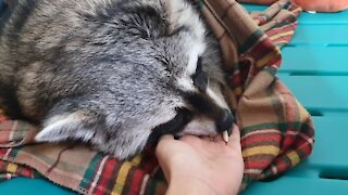 Sleeping pet raccoon wakes up the instant he smells peanuts