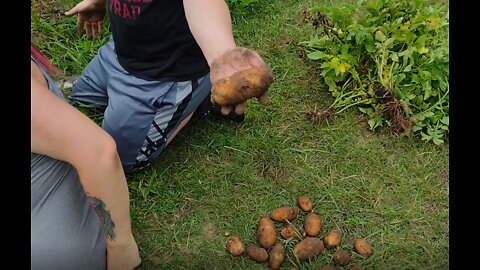 Digging up a Few Potatoes and Garden Progress
