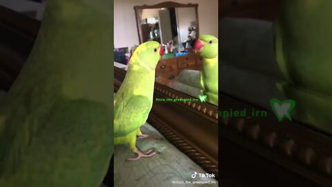 Hilarious Parrot playing peek-a-boo #shorts