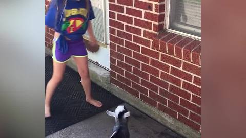 A Young Girl And A Baby Goat Run Against A Small Brick Wall
