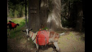Goat Packing to Deep Lake Marble Mt. Wilderness