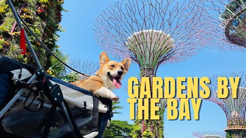 Shinji The Corgi- Gardens by the Bay Part 1