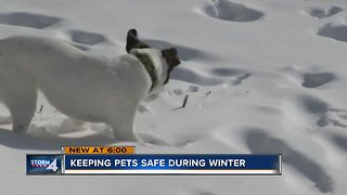 Remember to protect your pets this winter
