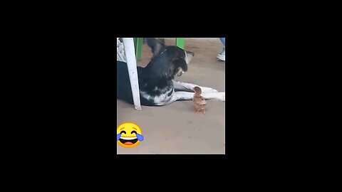 animal doob jau viral trending video funny reels