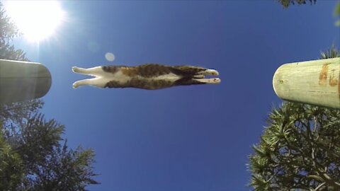 Mission Impossible Cat - Parkour