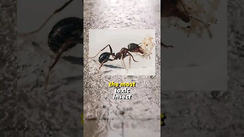 Deadliest Insect Venom!