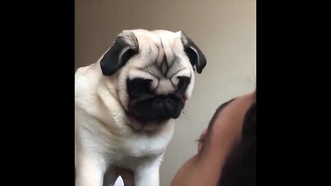 Funniest and Cutest Pug Dog Videos Compilation