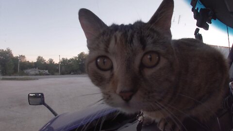 Milo Cat starts the day in Louisiana.