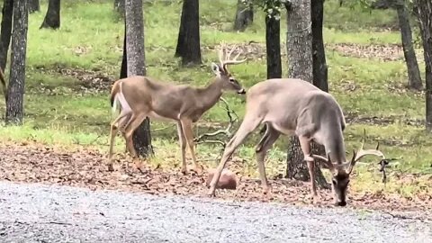 Giant Bucks!! Precious Baby Fawns!! Canada Geese!!! Turkeys & Big Bad Elk!