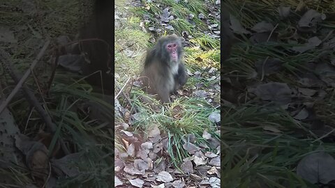 Isn’t he the Cutest Monkey?! 🙈 #shorts #zoo #asia #monkey #cute #calgary