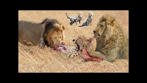 Cheetah saves cubs from lions