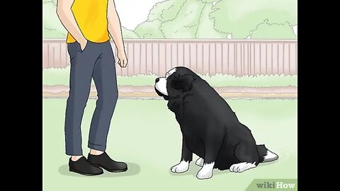 Saint Bernards & NARC Advice