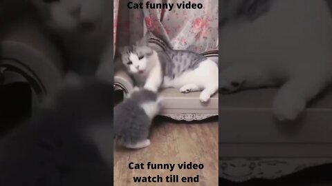 cat funny video 🤣|#shorts #subscribe #cat #catvideo #youtubeshorts #trending #viralshorts