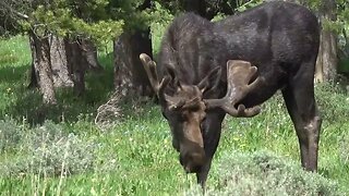 HOW CLOSE CAN YOU GET TO A BIG BULL MOOSE?