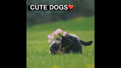 CUTE DOGS 💖