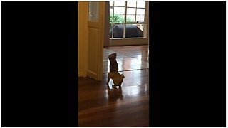 Pug puppy with boot on head slams into wall