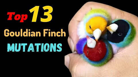 13 Top Gouldian Finch Mutations | 13 Varieties of Gouldian Finches|13 Types of Gouldian Finches