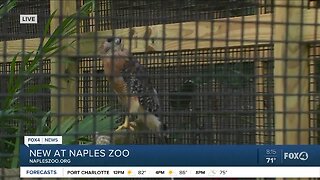 Naples Zoo new bird exhibit