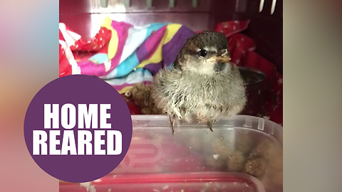 Animal-lover devastated after RSPCA takes away sparrow she rescued