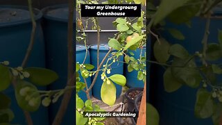 Tour of My Underground Greenhouse 😳 #gardenshorts #greenhousetour #greenhouse