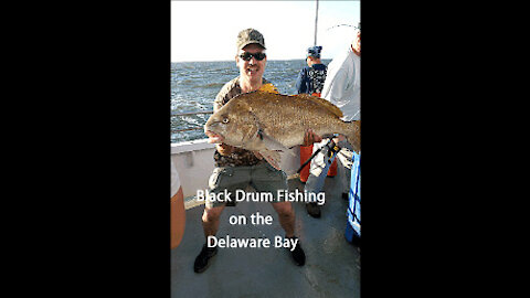 Black Drum Fishing on the Delaware Bay