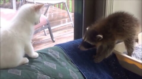 Adorably Cute Raccoon Videos - Cute Critter Compilation