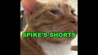 Spike's Shorts #1