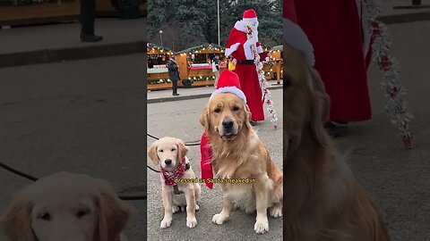 Dogs surprise kids with unexpected Christmas gifts #dogs #shorts #christmas